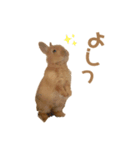 うさぎのうにさん(いろんなver.)（個別スタンプ：15）