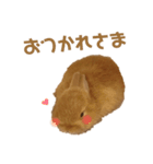 うさぎのうにさん(いろんなver.)（個別スタンプ：16）