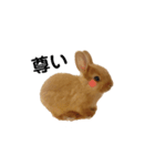 うさぎのうにさん(いろんなver.)（個別スタンプ：17）
