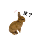 うさぎのうにさん(いろんなver.)（個別スタンプ：21）
