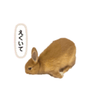 うさぎのうにさん(いろんなver.)（個別スタンプ：23）