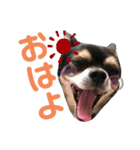 チワワだけのチワワ（個別スタンプ：2）