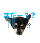 チワワだけのチワワ（個別スタンプ：3）