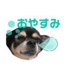 チワワだけのチワワ（個別スタンプ：4）