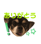 チワワだけのチワワ（個別スタンプ：8）