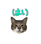 猫のしょこたん（個別スタンプ：1）
