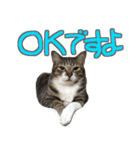 猫のしょこたん（個別スタンプ：2）