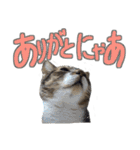 猫のしょこたん（個別スタンプ：3）
