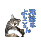 猫のしょこたん（個別スタンプ：4）