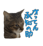 猫のしょこたん（個別スタンプ：5）