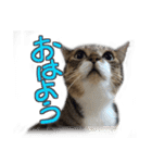 猫のしょこたん（個別スタンプ：6）