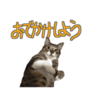 猫のしょこたん（個別スタンプ：7）