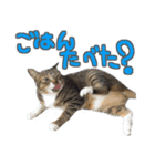 猫のしょこたん（個別スタンプ：8）