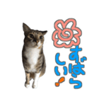 猫のしょこたん（個別スタンプ：9）
