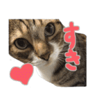 猫のしょこたん（個別スタンプ：10）