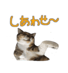 猫のしょこたん（個別スタンプ：11）