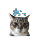 猫のしょこたん（個別スタンプ：12）