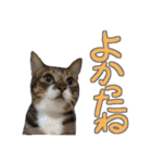 猫のしょこたん（個別スタンプ：14）