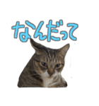 猫のしょこたん（個別スタンプ：15）