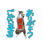 猫のしょこたん（個別スタンプ：16）