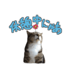 猫のしょこたん（個別スタンプ：17）