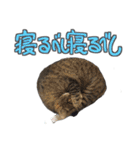 猫のしょこたん（個別スタンプ：18）