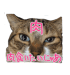 猫のしょこたん（個別スタンプ：19）