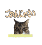 猫のしょこたん（個別スタンプ：21）