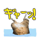 猫のしょこたん（個別スタンプ：22）