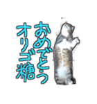 猫のしょこたん（個別スタンプ：23）