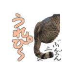 猫のしょこたん（個別スタンプ：25）