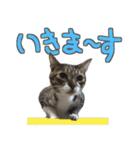 猫のしょこたん（個別スタンプ：26）