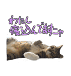 猫のしょこたん（個別スタンプ：27）