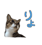 猫のしょこたん（個別スタンプ：28）