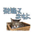 猫のしょこたん（個別スタンプ：29）