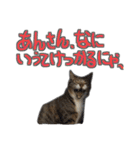 猫のしょこたん（個別スタンプ：30）