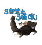 猫のしょこたん（個別スタンプ：31）
