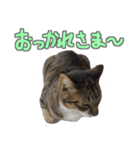 猫のしょこたん（個別スタンプ：32）