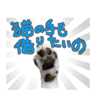 猫のしょこたん（個別スタンプ：34）