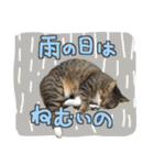 猫のしょこたん（個別スタンプ：35）