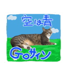 猫のしょこたん（個別スタンプ：36）