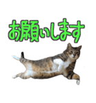 猫のしょこたん（個別スタンプ：39）