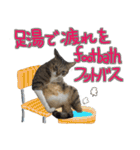 猫のしょこたん（個別スタンプ：40）