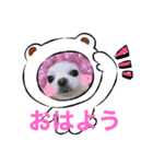 我が家のキュートくんと（個別スタンプ：1）
