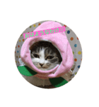 杏ちゃんのわけわけスタンプ3♡（個別スタンプ：1）