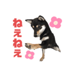 Himenoすたんぷ2（個別スタンプ：4）