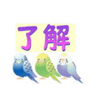 動く！インコトリ尾（個別スタンプ：13）