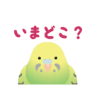 動く！インコトリ尾（個別スタンプ：15）