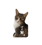 くぅちゃと、まりー（個別スタンプ：4）