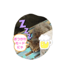 うちのお庭番野良猫2（個別スタンプ：1）